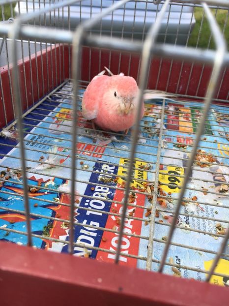 C3C52C43-E9CF-4FB3-A80E-CA10EC17A95E - Poze Targuri si Expozitii