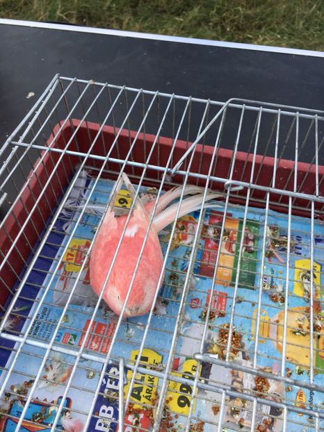 5B55DF4D-0F83-477C-9B1D-B1BF39293F74 - Poze Targuri si Expozitii