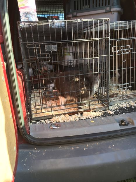 13935130-0FE9-443A-B369-AD82D39A5E44 - Poze Targuri si Expozitii