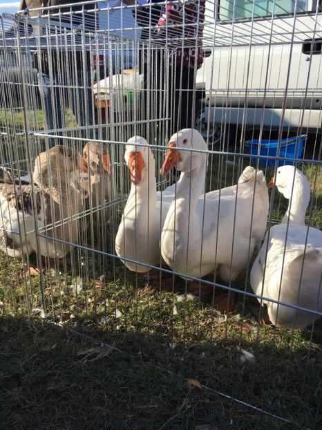 6EA01E39-77AC-43D9-B903-F780A911EE62 - Poze Targuri si Expozitii