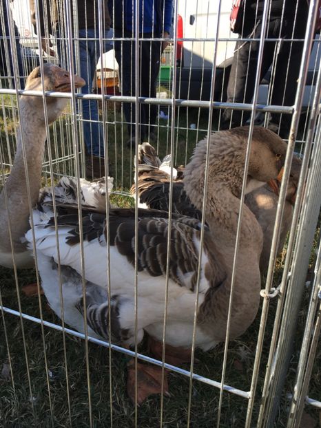 8BB2688E-BBDE-4071-BCB1-A6FF94B16E1B - Poze Targuri si Expozitii