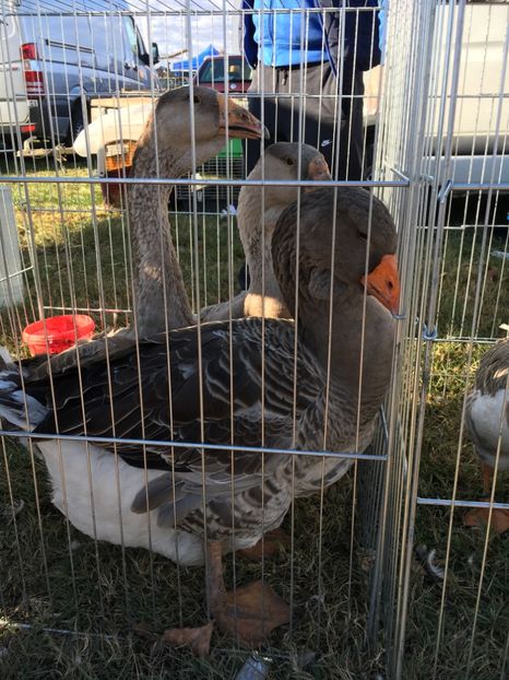 B7EF4584-6829-48DE-B303-D152FAE9E774 - Poze Targuri si Expozitii