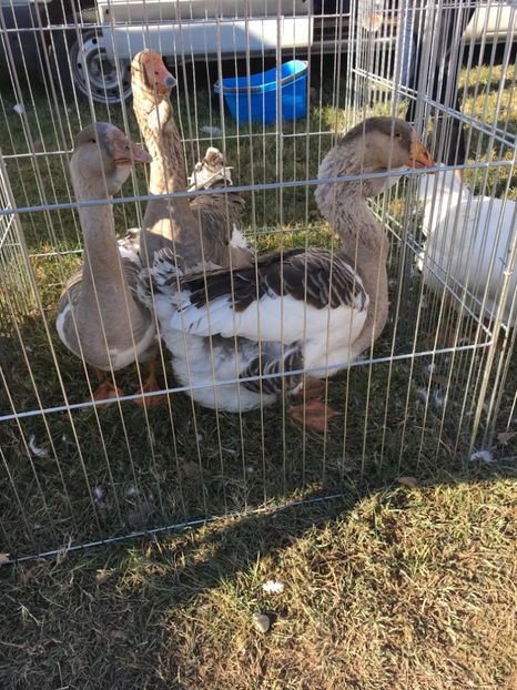 E71FE8DB-D791-4025-83F7-A0BA523D4E5D - Poze Targuri si Expozitii