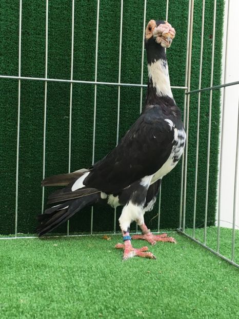 EFAE8DE6-85FE-4AC7-B466-6A1B3EB72CE9 - CARIERI MATCA 2019