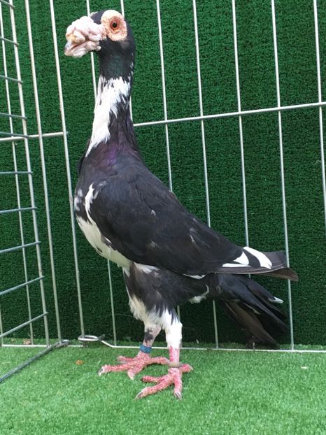 E81AC246-F771-4ED2-87DA-E9C8E6A23B2F - CARIERI MATCA 2019