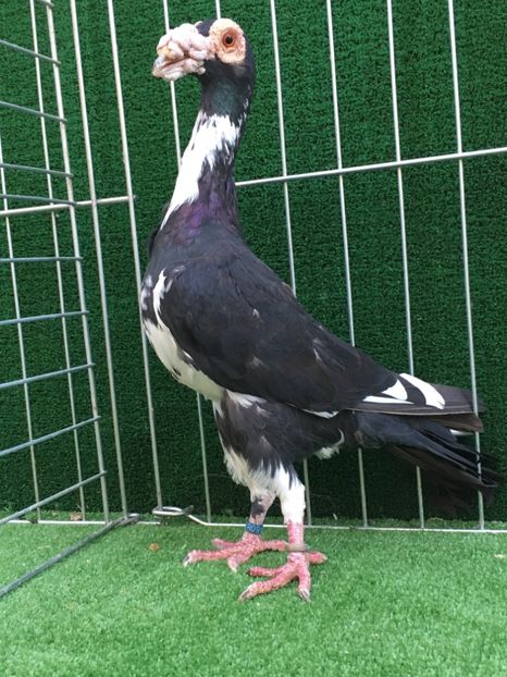 E0BC4DDA-6508-44F0-B0E8-BC9D574643B1 - CARIERI MATCA 2019