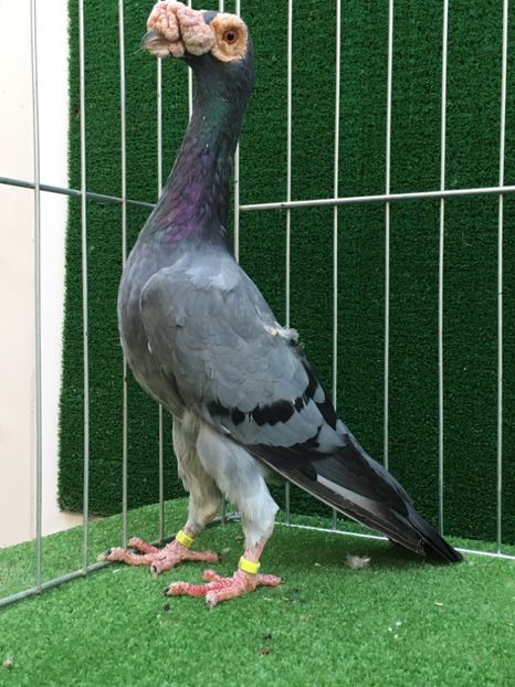 AD3F7F1A-2E59-444B-A6AF-658E6191AF9C - CARIERI MATCA 2019