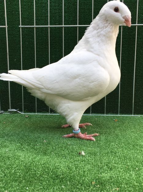 AB545DB1-95CA-4642-9F89-1334C1248B72 - FEMELE AMERICAN GIANT HOMER MATCA 2020