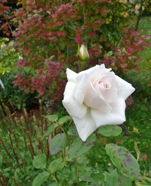  - 2019 - 03 - Toamna