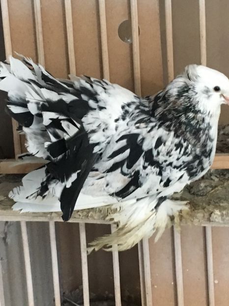 DDBA8A31-6F99-41E7-A517-64B8EE82BCF6 - Voltati Indieni matca 2020