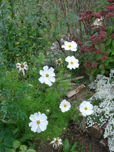  - 2019 - 03 - Toamna