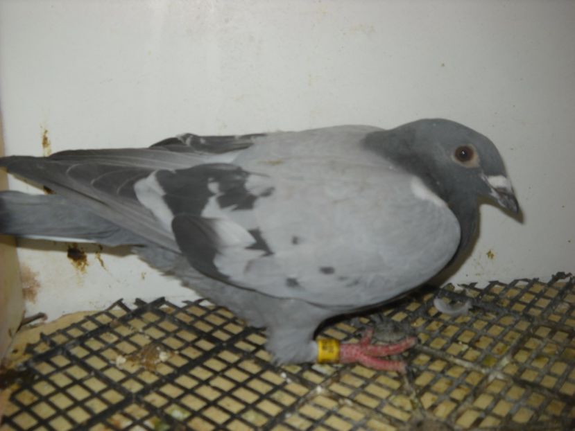  - UNDEVA IN SUCEAVA arhiva