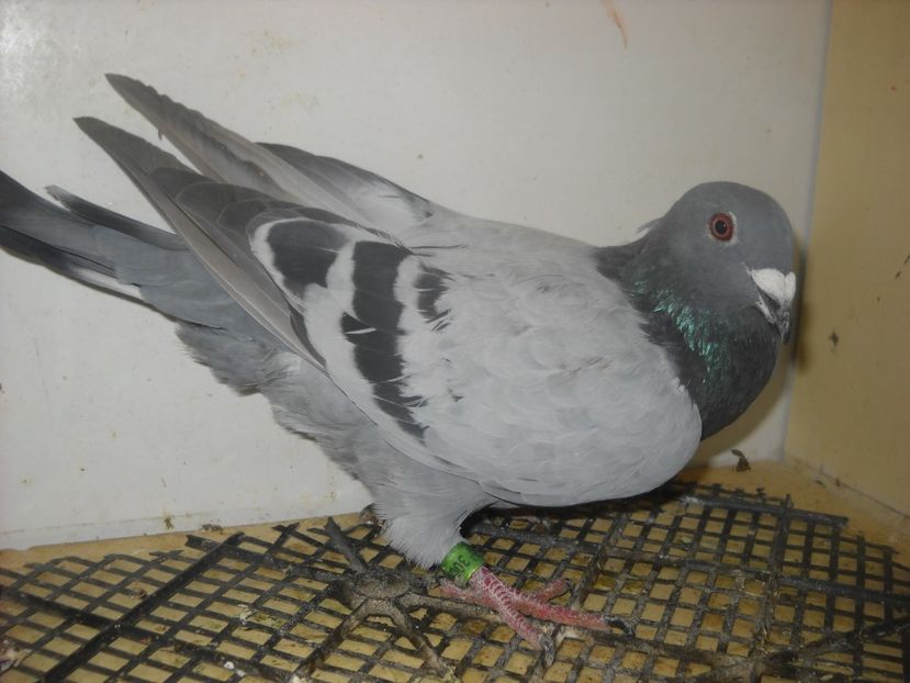  - UNDEVA IN SUCEAVA arhiva