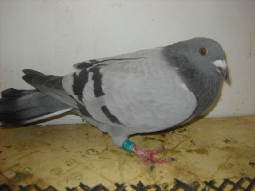  - UNDEVA IN SUCEAVA arhiva