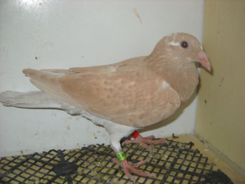  - PORUMBEI VANDUTI 2