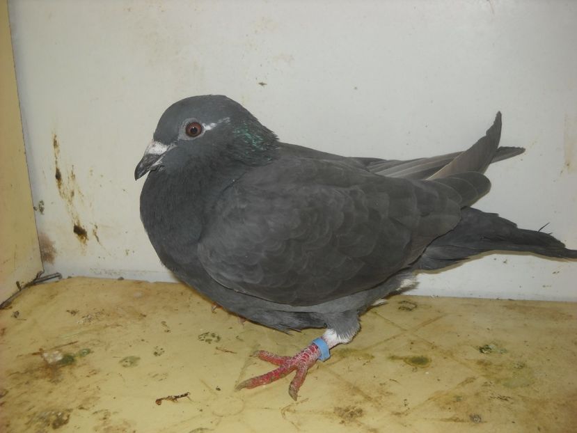  - UNDEVA IN SUCEAVA arhiva