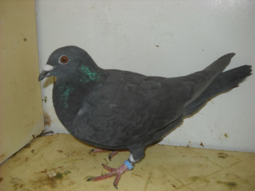  - UNDEVA IN SUCEAVA arhiva