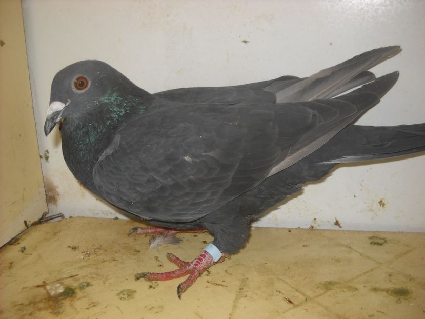  - UNDEVA IN SUCEAVA arhiva