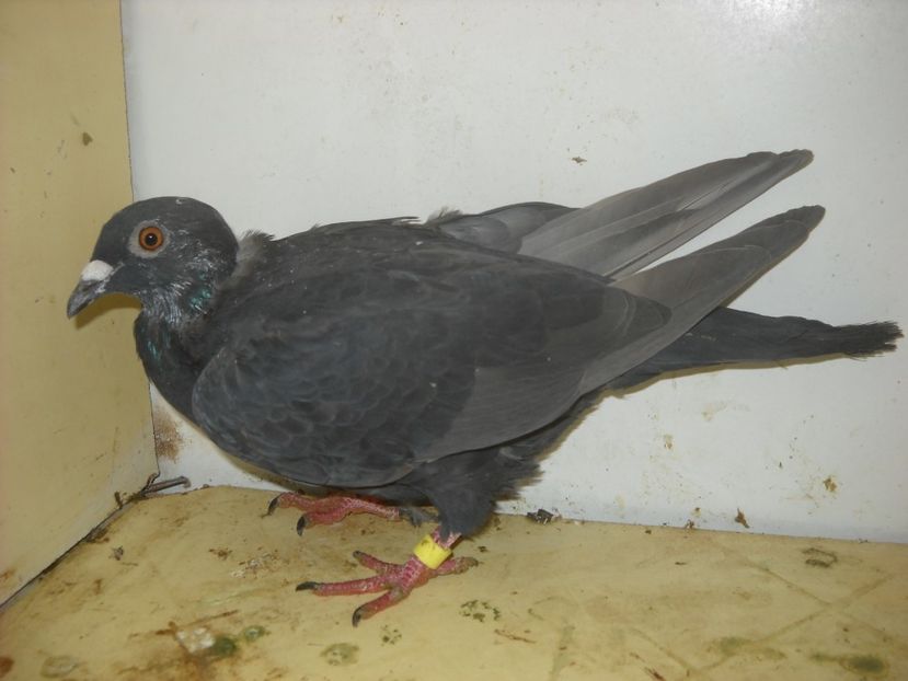  - UNDEVA IN SUCEAVA arhiva