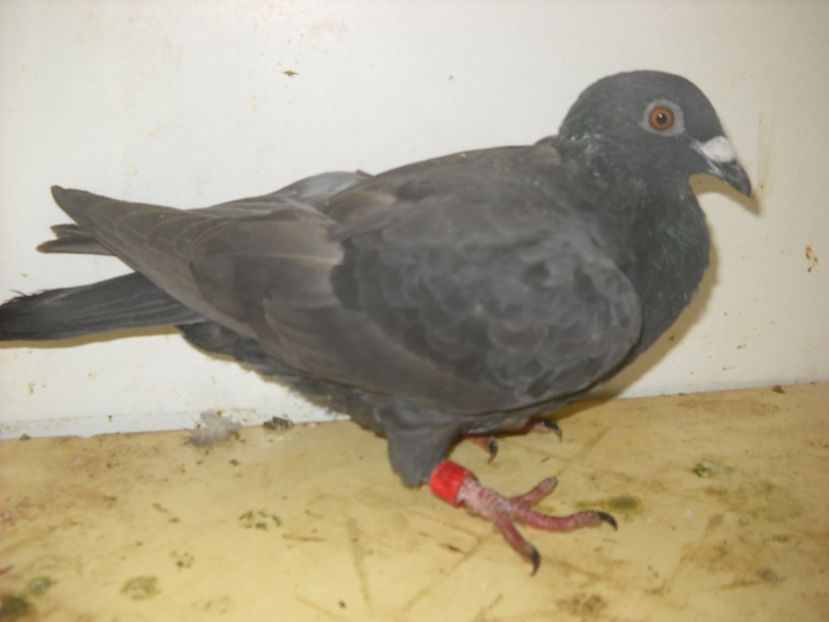  - UNDEVA IN SUCEAVA arhiva