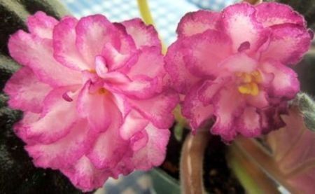 BRIDE OF THE TZAR - VIOLETE IN COLECTIEpoze net----