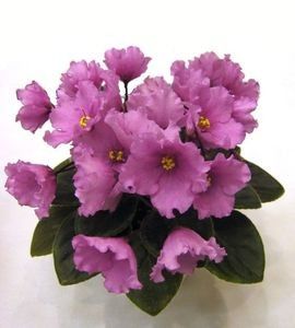 NESS ANGEL FACE - VIOLETE IN COLECTIEpoze net----