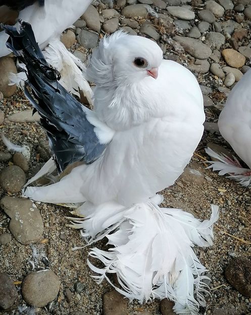  - Omsk si novocerkaski 2019