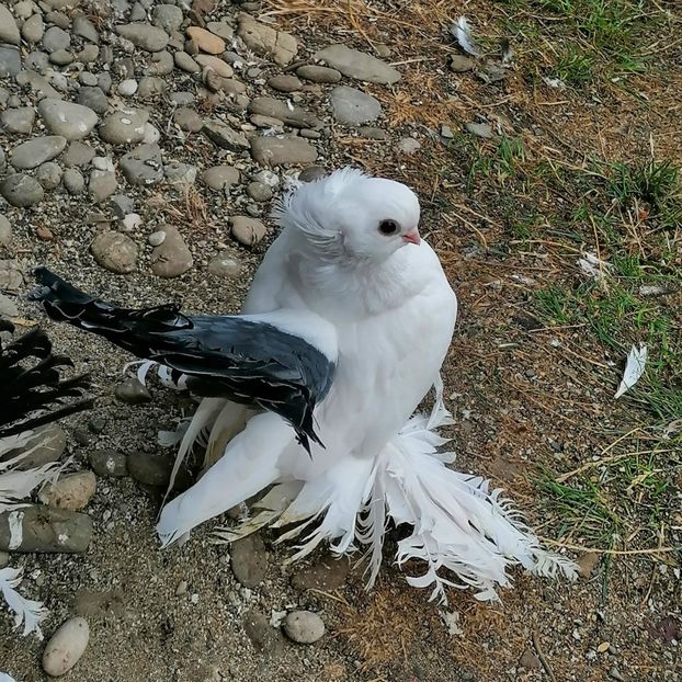  - Omsk si novocerkaski 2019