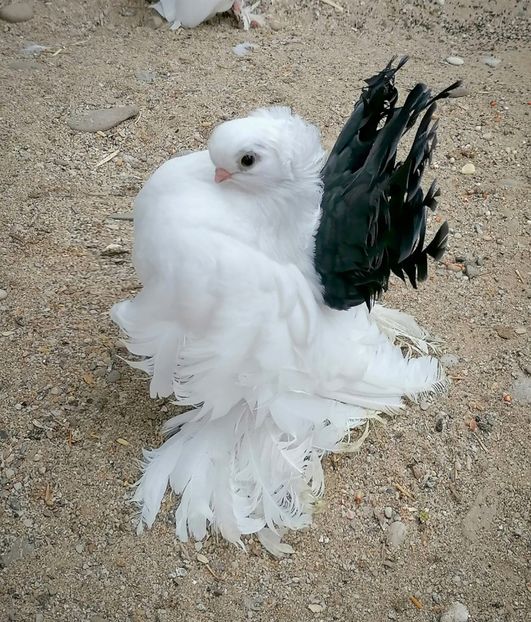  - Omsk si novocerkaski 2019