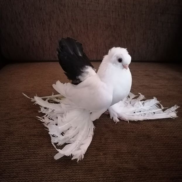  - Omsk si novocerkaski 2019