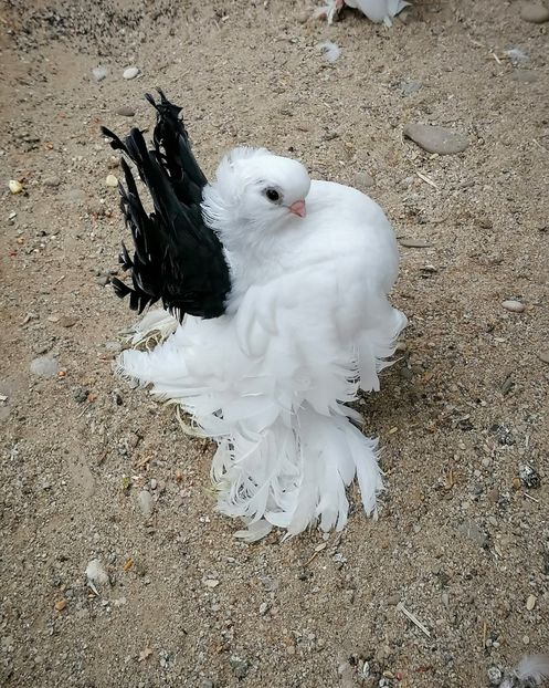  - Omsk si novocerkaski 2019