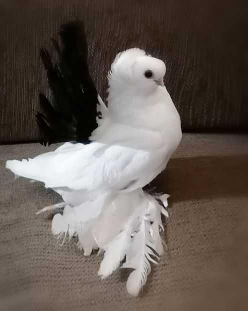  - Omsk si novocerkaski 2019