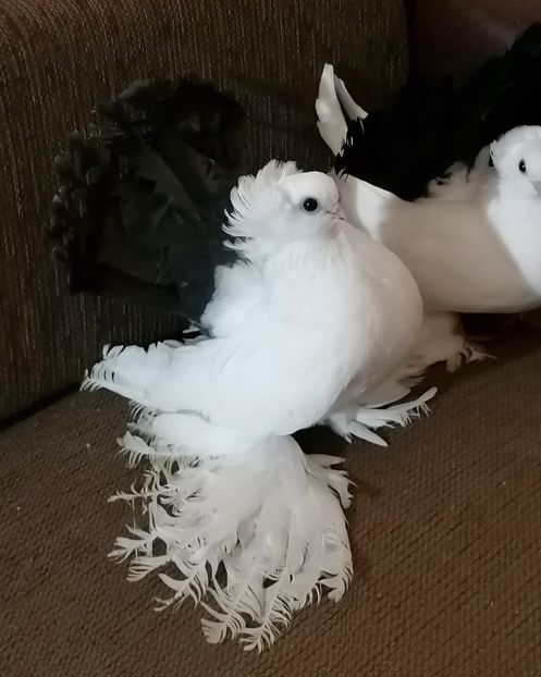  - Omsk si novocerkaski 2019