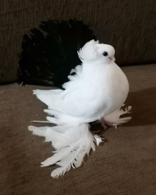  - Omsk si novocerkaski 2019