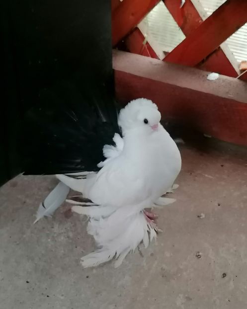  - Omsk si novocerkaski 2019