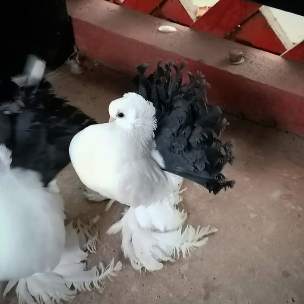  - Omsk si novocerkaski 2019