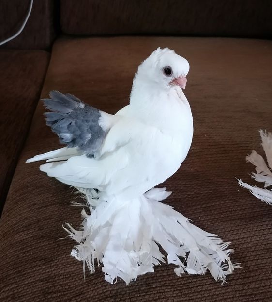  - Omsk si novocerkaski 2019