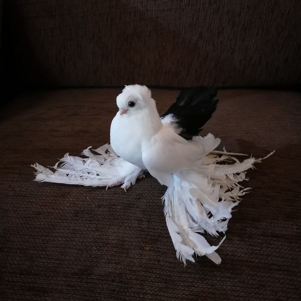  - Omsk si novocerkaski 2019