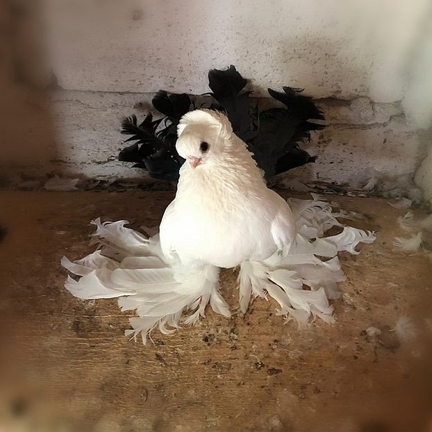  - Omsk si novocerkaski 2019