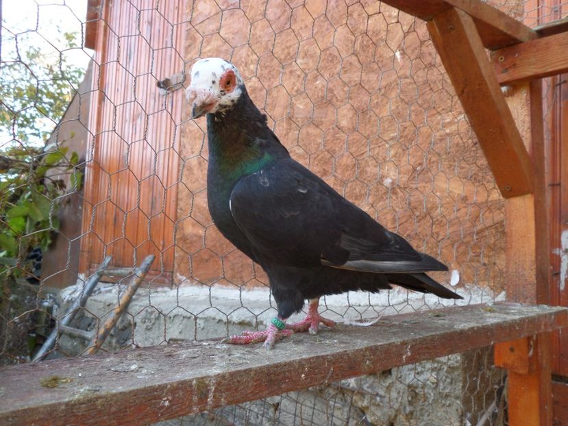 SAM_6658 - Pui2019