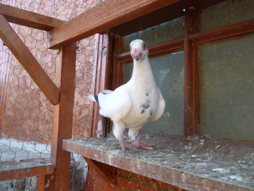 SAM_6667 - Pui2019