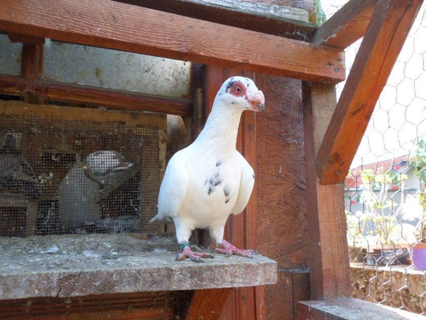 SAM_6671 - Pui2019