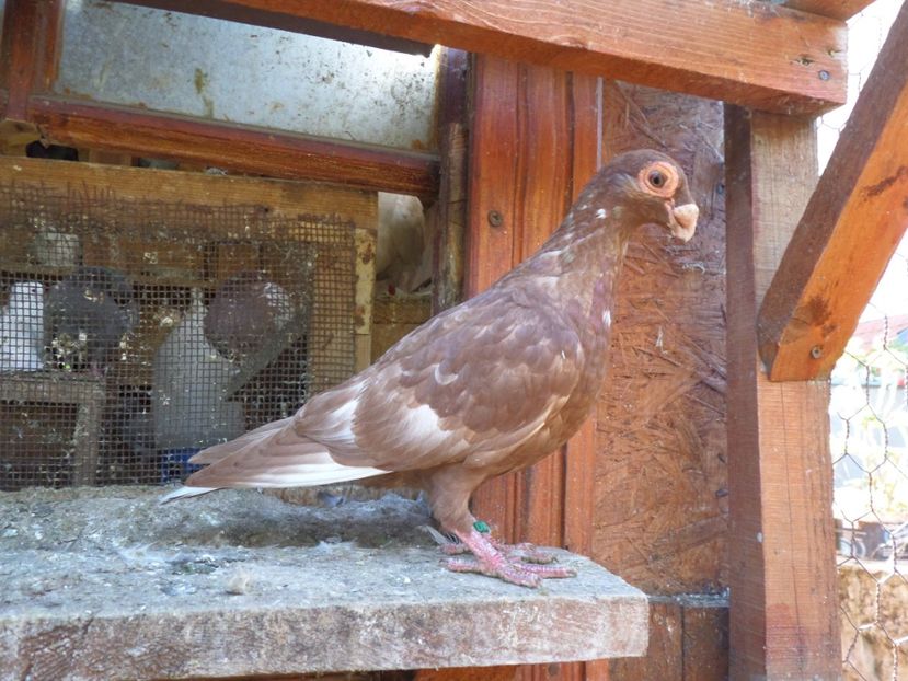 SAM_6679 - Pui2019