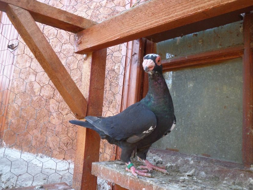 SAM_6686 - Pui2019