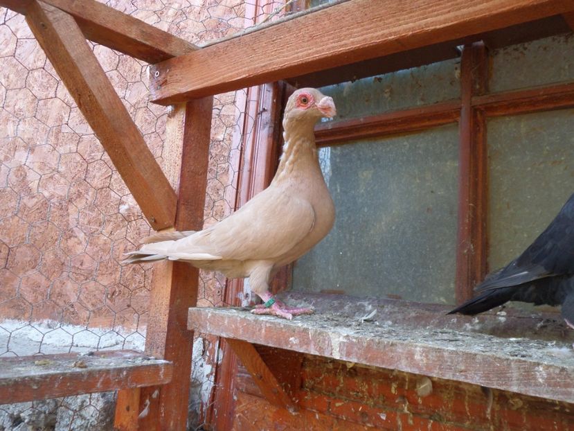 SAM_6687 - Pui2019