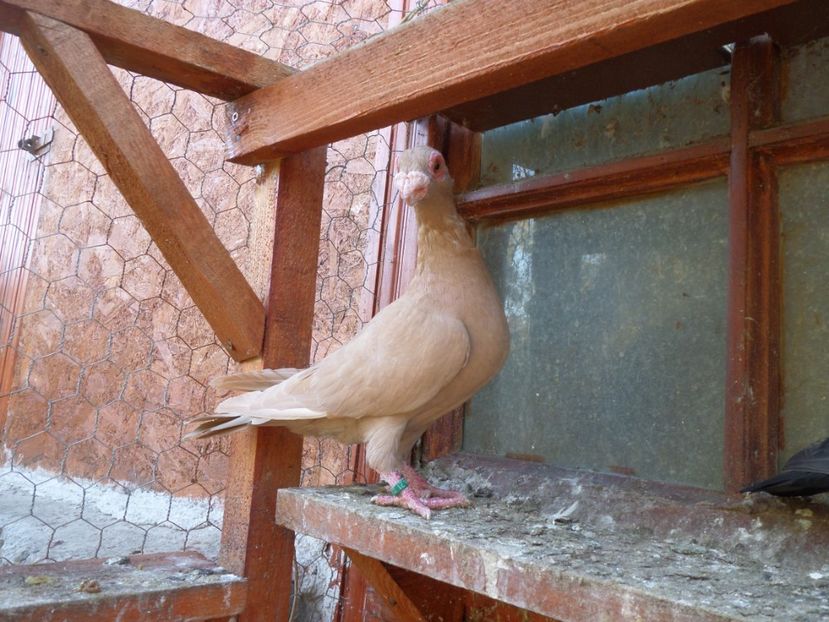 SAM_6688 - Pui2019