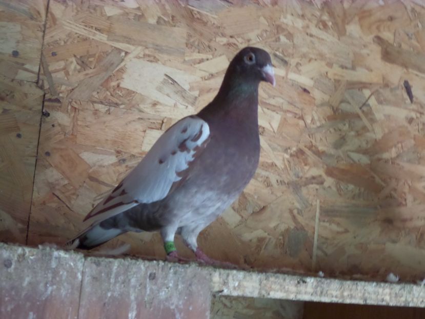 SAM_6690 - Pui2019