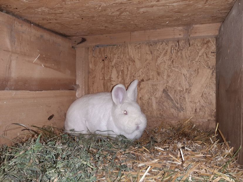 Femela 2019 - TINERET NEO ALB 2019