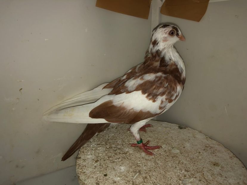 7099  femelă  2019 - Plecați ALBUM 2