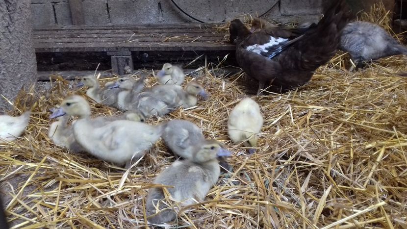  - Bomboane asortate 2019